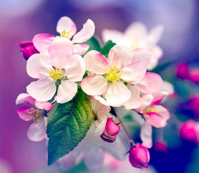 Spring Clean Your Energy