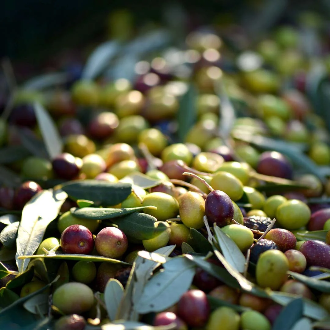 ACEITUNAS copy.jpg