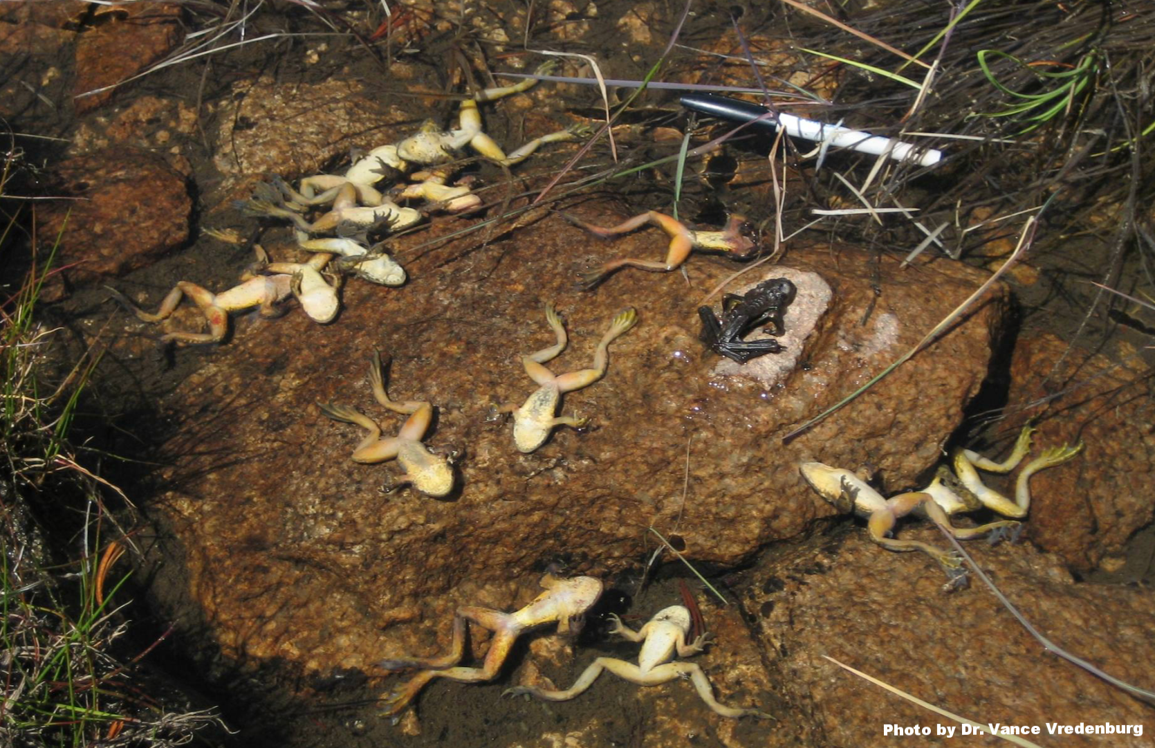  Southern mountain yellow-legged frogs ( Rana muscosa ) that succumbed to  Bd  infection.&nbsp; 