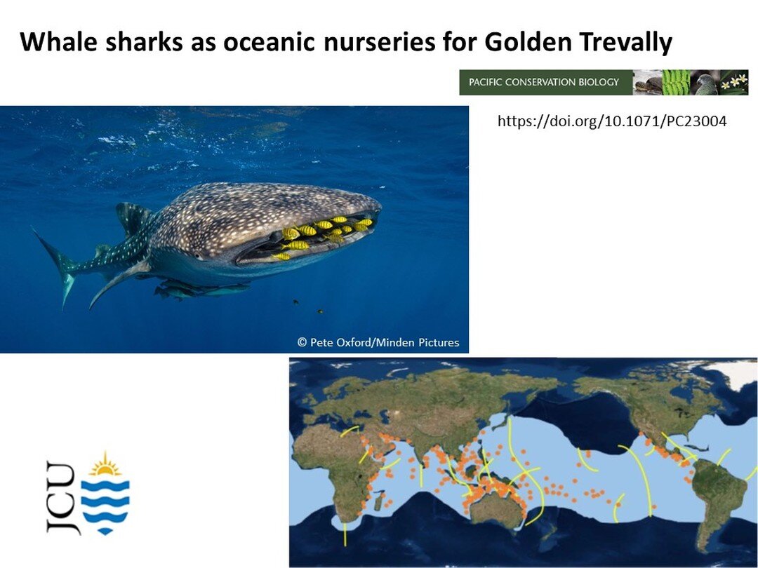 A new scientific paper released this week presents the idea that whale sharks are mobile nurseries for golden trevally. Whale sharks travel the world&rsquo;s oceans, which might explain the global distribution of golden trevally. See the paper here: 