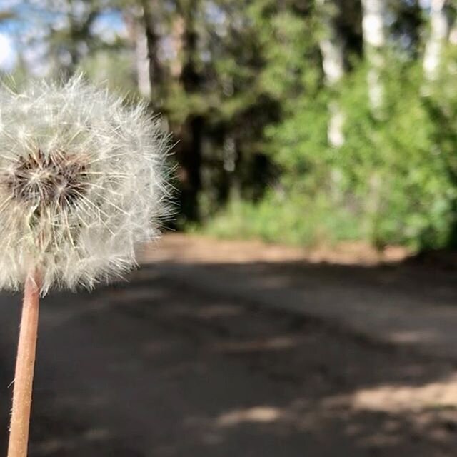 I made a wish today..... it&rsquo;s been a very long time since I&rsquo;ve made one.  Do wishes come true if they are not for you? #wishes
