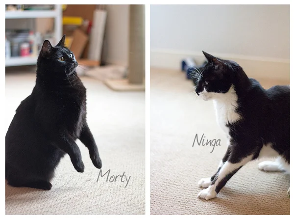 Morty-Ninga.jpg