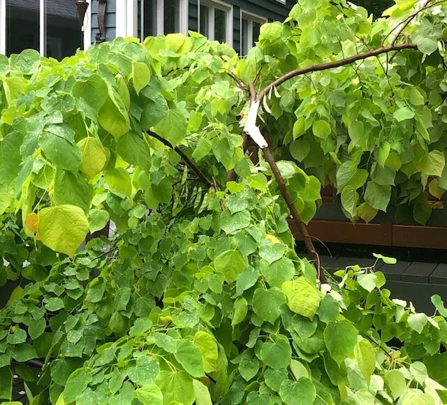 Broken Red Buds and other metaphors