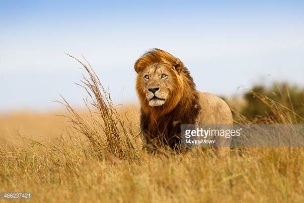Photo by MaggyMeyer/iStock / Getty Images