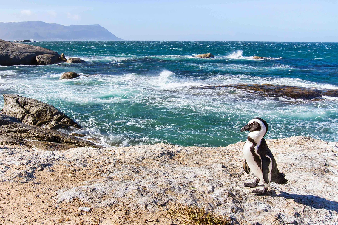 Penguins Soth Africa.jpg