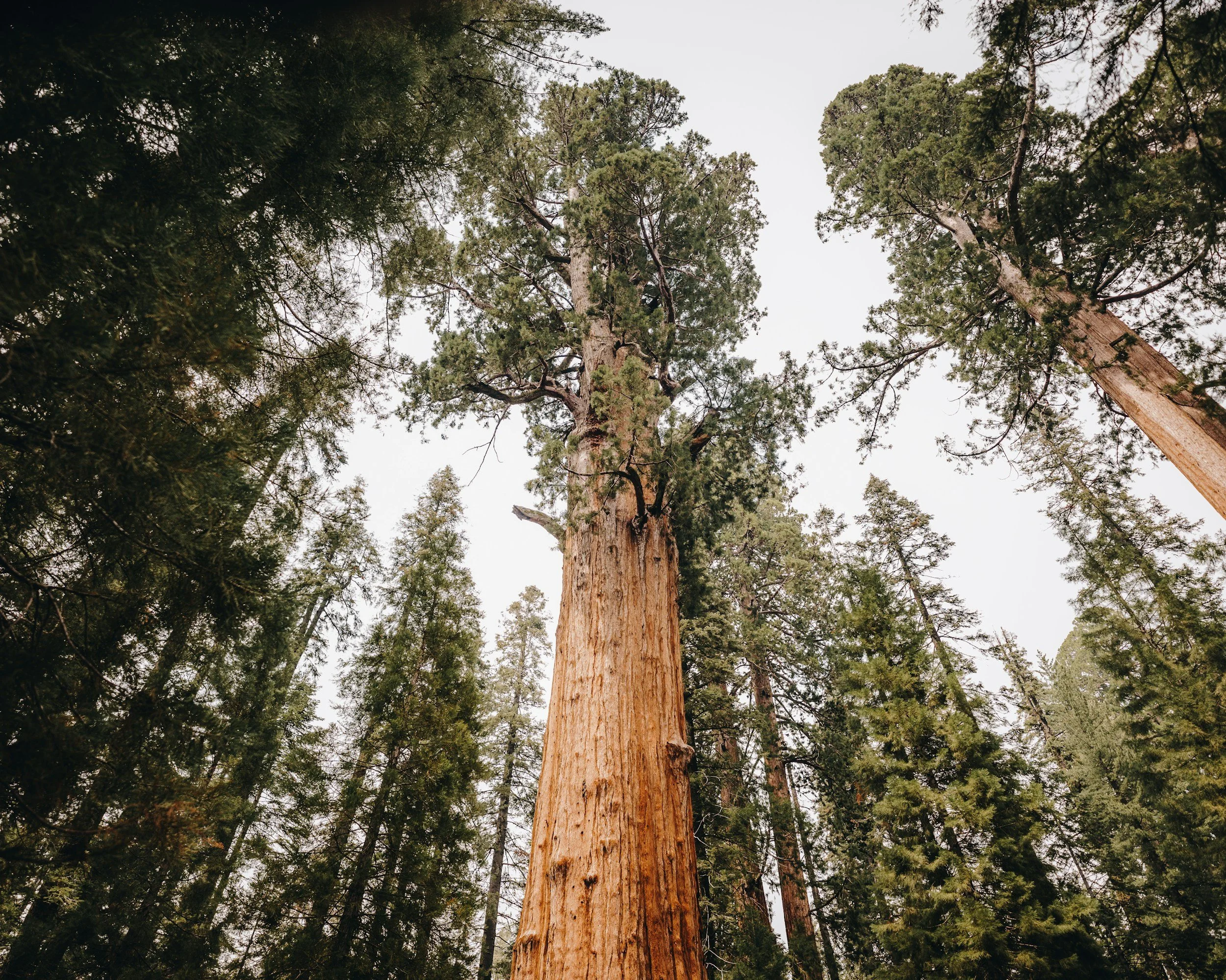 Year of the Tree