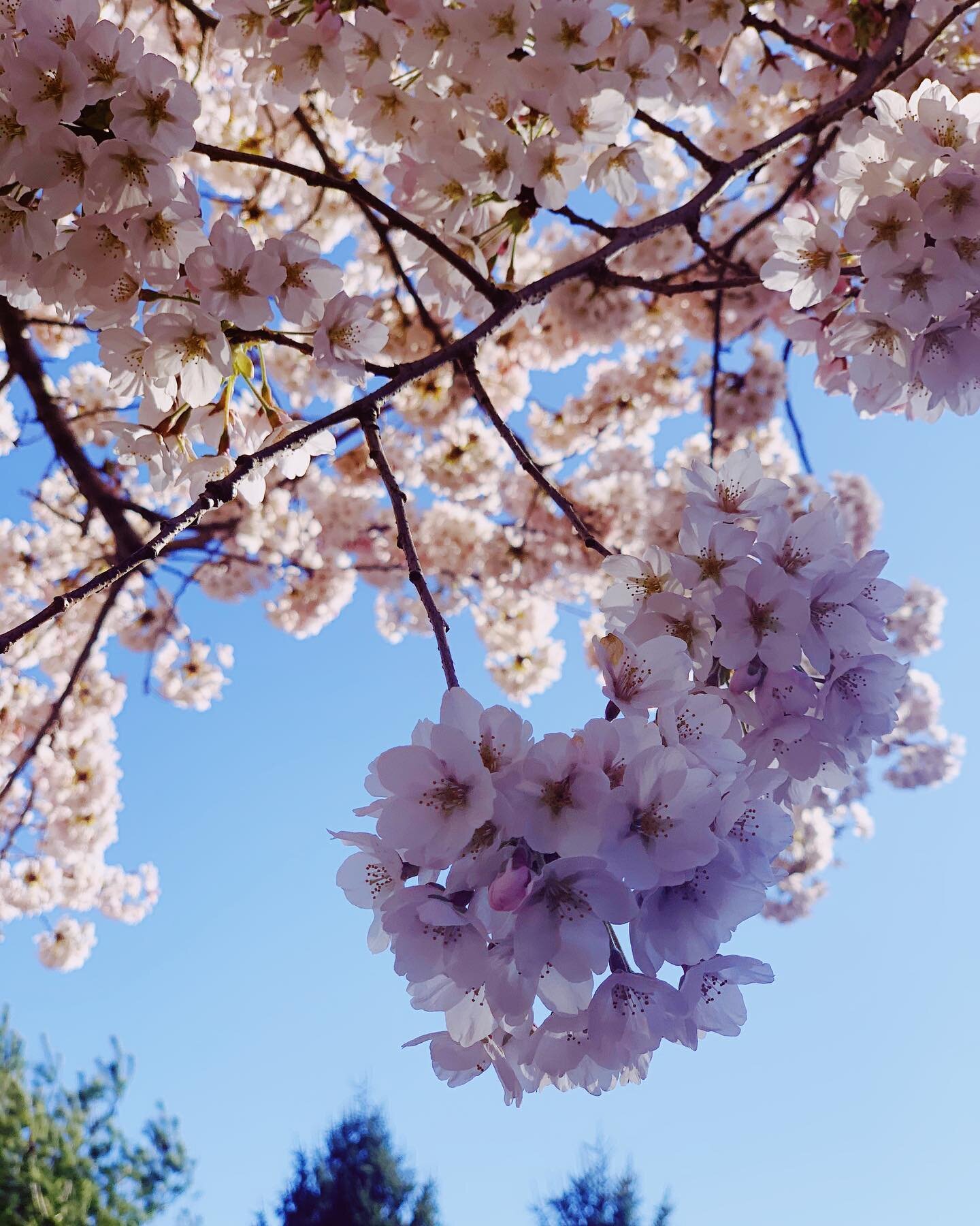 Bloom where you&rsquo;re planted. 🌸 
#cherryblossom #flowers #spring #2020 #pink #blue #sky #quarantinelife #nature #outside #stayhome