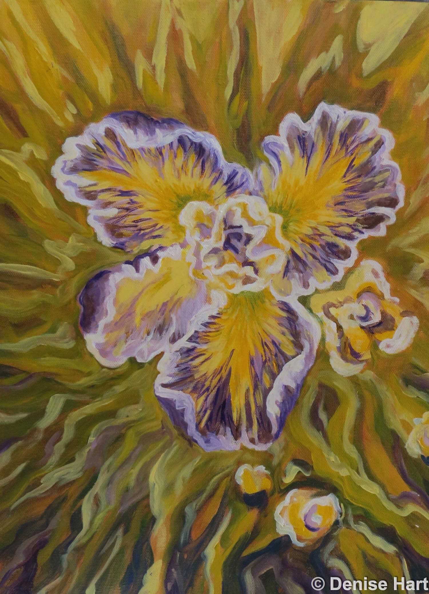 Pacific Iris