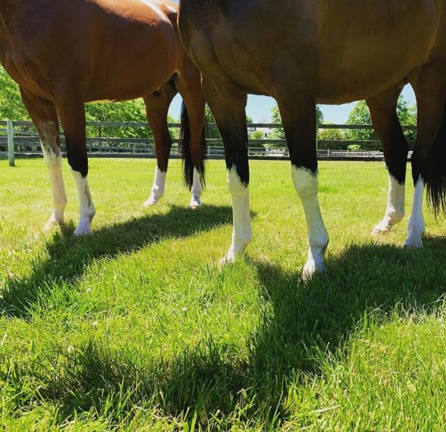 I guess we have a thing for white legs! #stockings #bays #goodboys #chrome #hamptons #spring #grazing #horses
