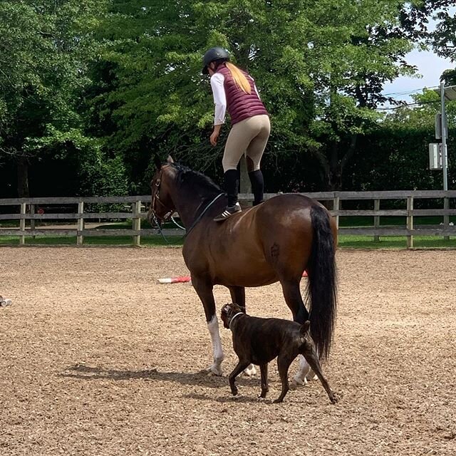 When there are no horse shows and the kids and horses have nothing but time to spend together..... and Don 🦄❤️🐶 #horses #Hamptons spring #covid19 #friends #barnkids #ollieisthebest #tricks #trickhorse #bestfriends #protector @sadie._berkhout @merry