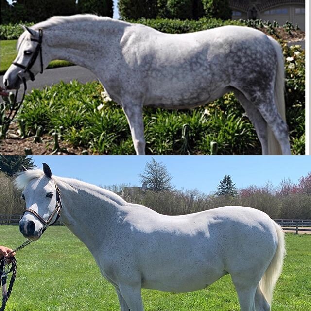 Our little Bella as a youngster and now at 16 years old!! Still lookin good Bell. 🦄❤️ #ponies #16yearsold #grey #stilllokkinggood #favorite #bestpony