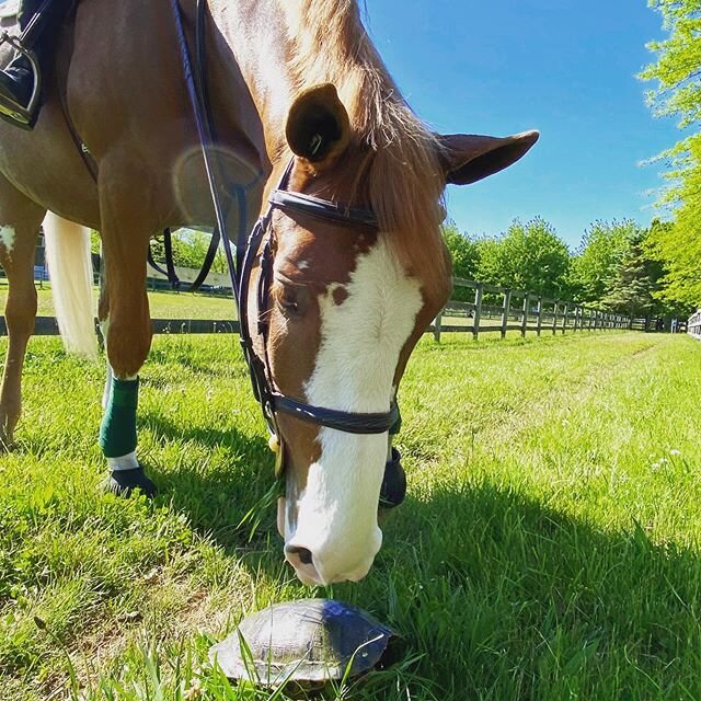 That time of year! Everyone let&rsquo;s keep the turtles safe and help them cross the road! @cooperspacek #nemo #ponies #turtle #summer #hamptons #barnkids #barnlife #friends