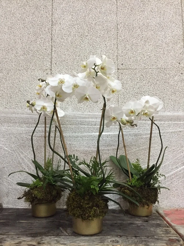 Planted orchid table top arrangements