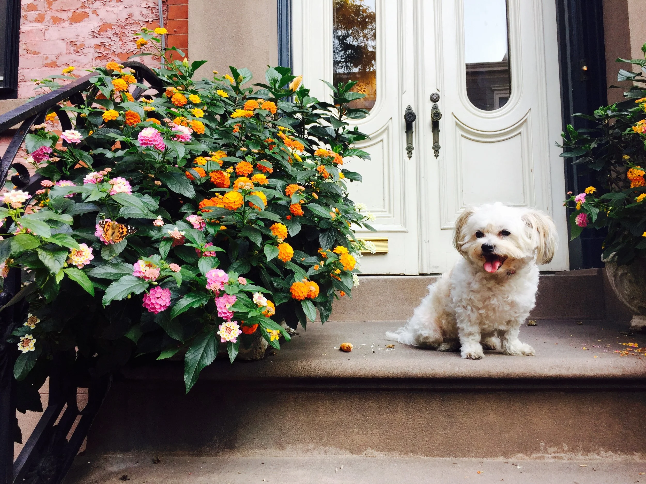 Watson in Brooklyn