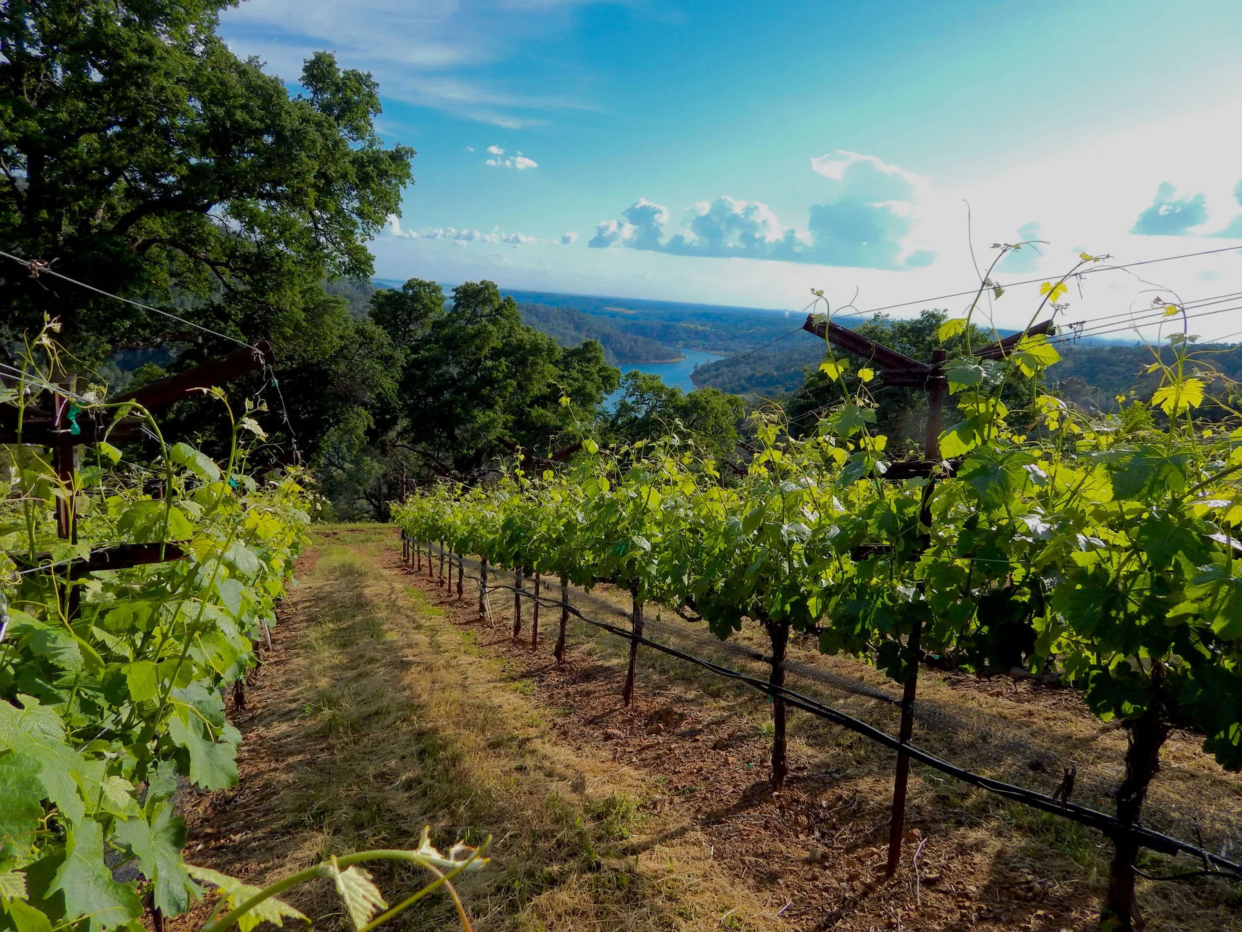 Vineyard-8.jpg