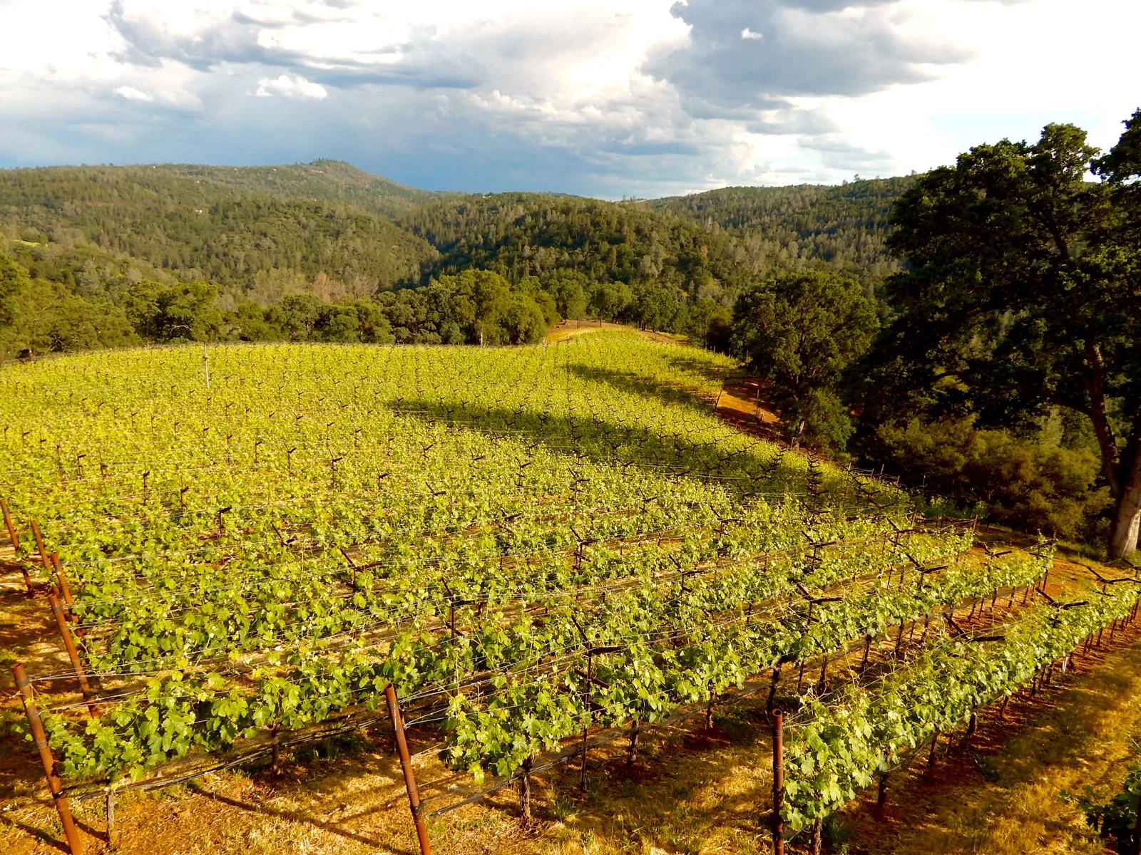 Vineyard-9.jpg