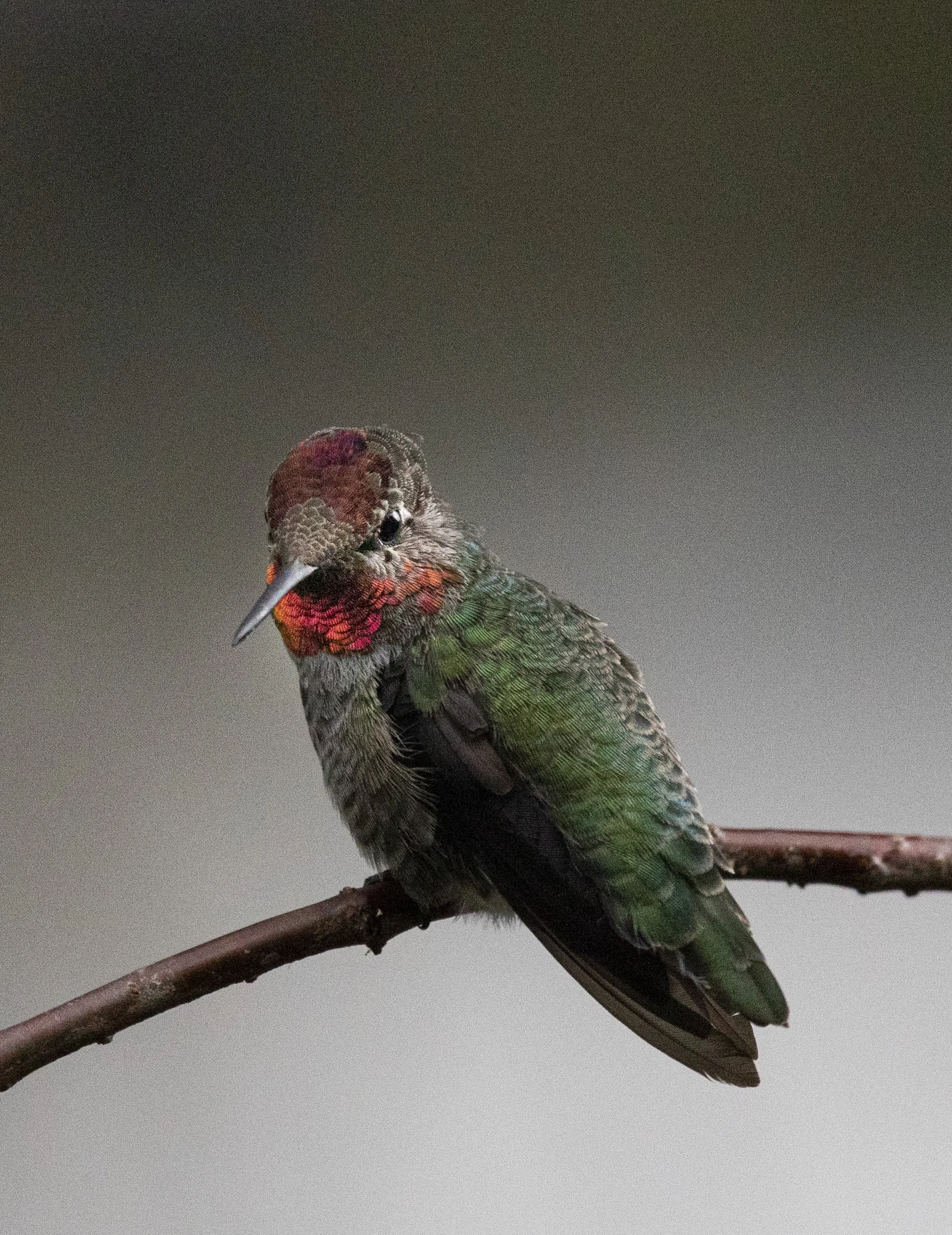 Hummingbird-309.jpg