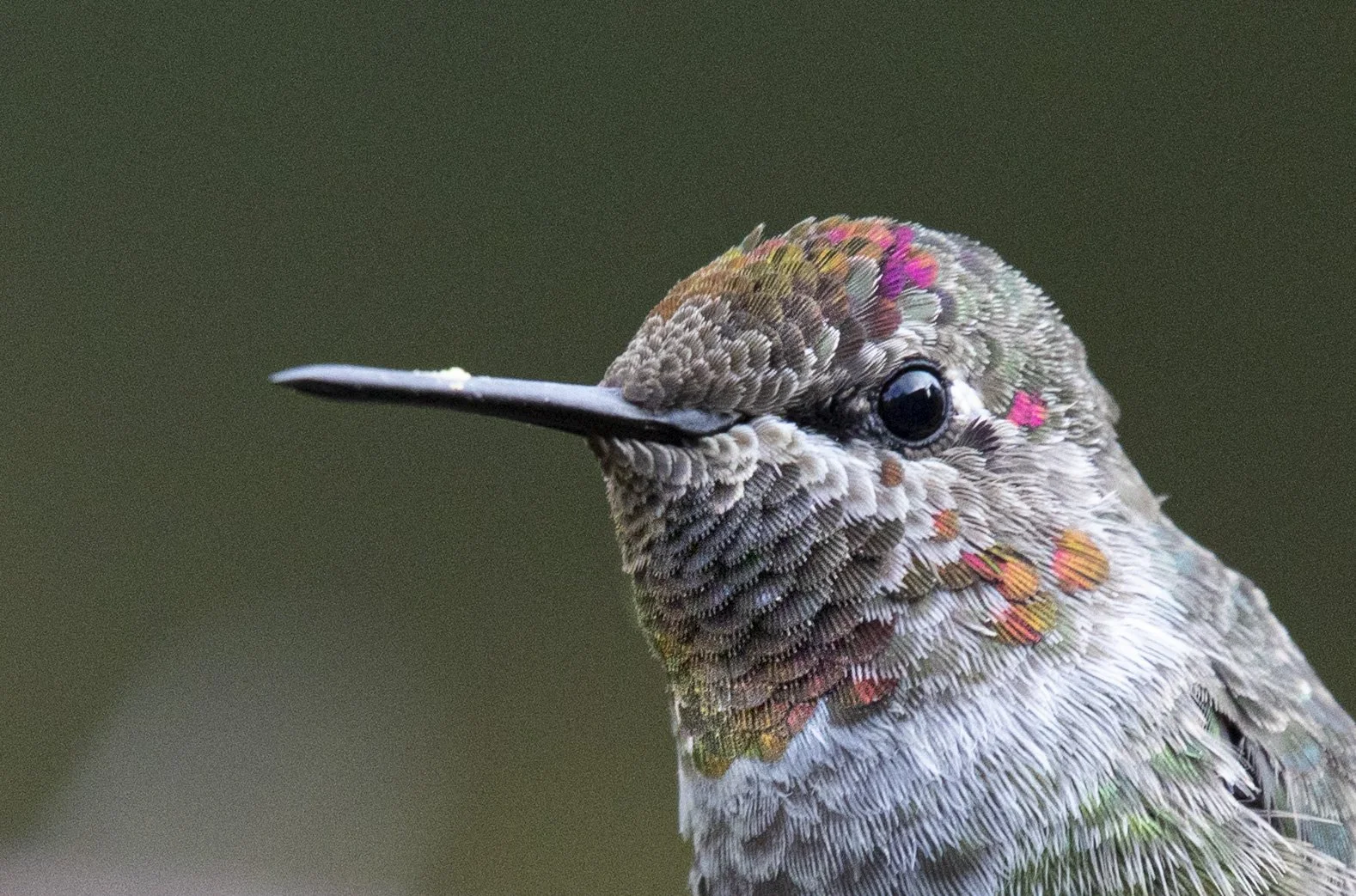 Hummingbird-271.jpg