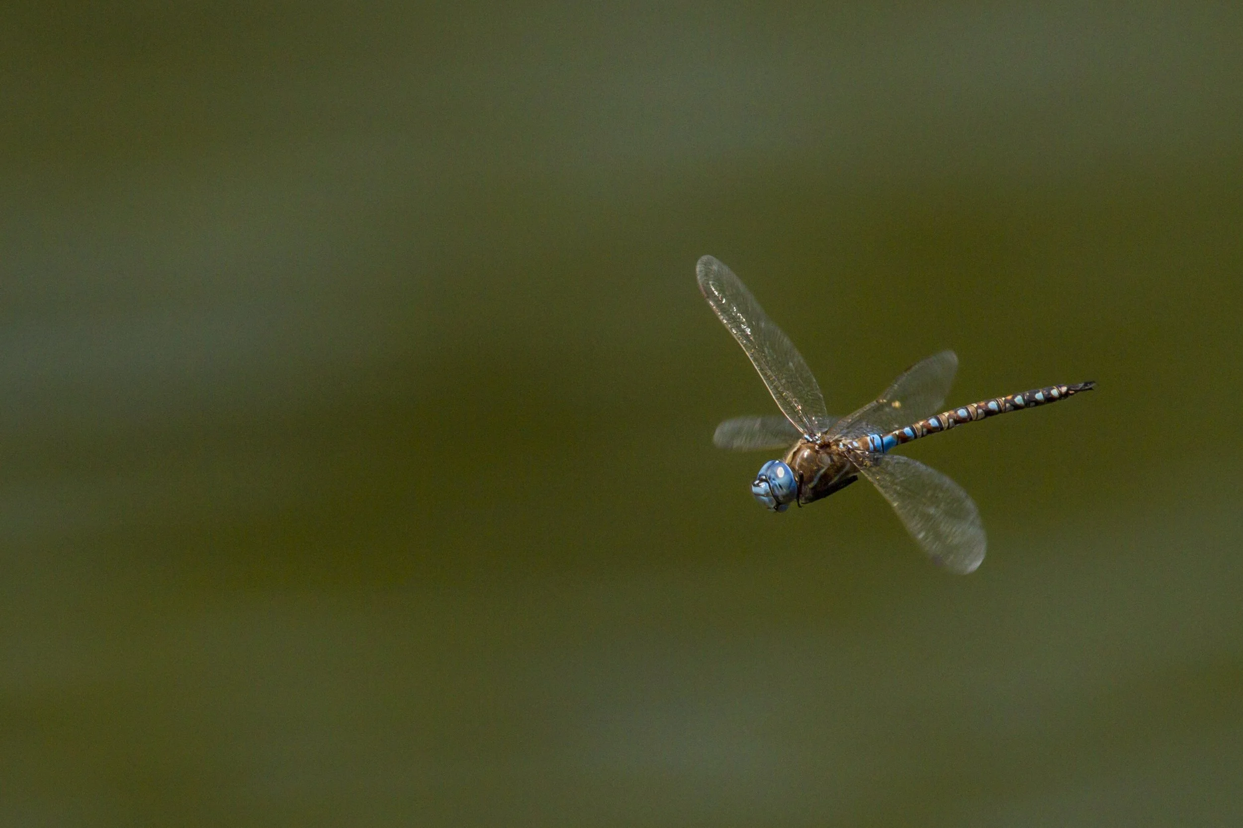 Chinacamp-5 copy.jpg