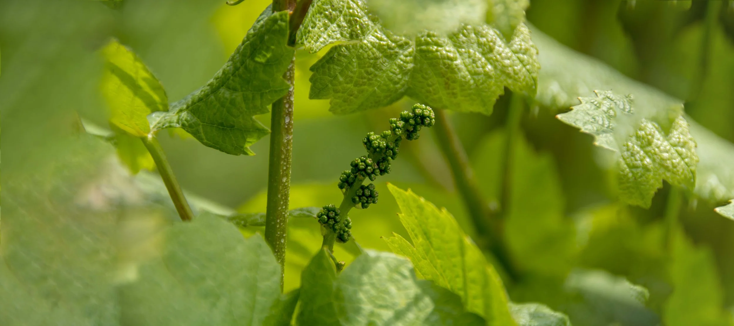 Early Vine wide SML.jpg