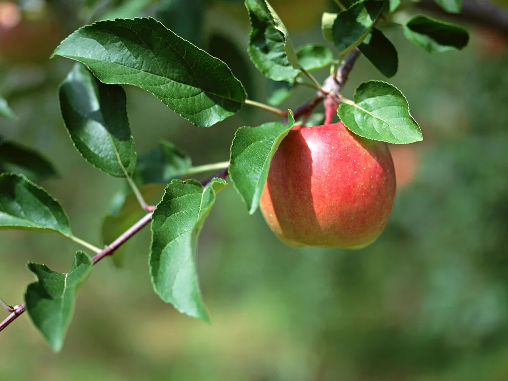 A-single-apple.jpg