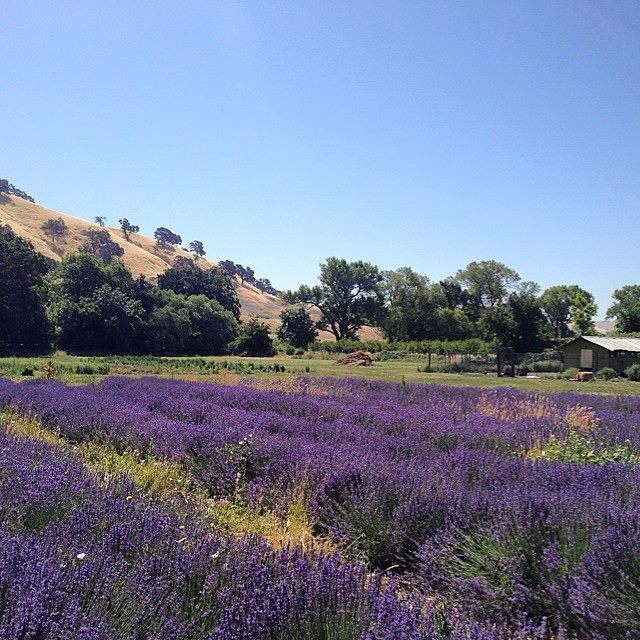 sff lavender field.jpg