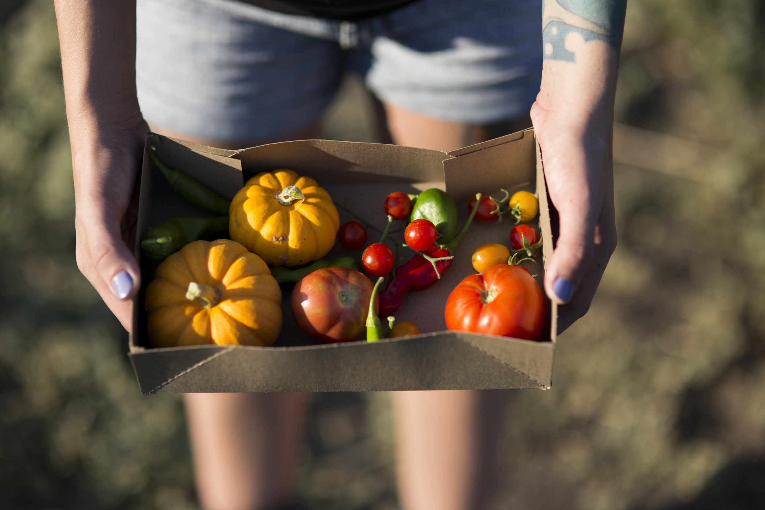 SFF Tomatoes and veggies.jpg