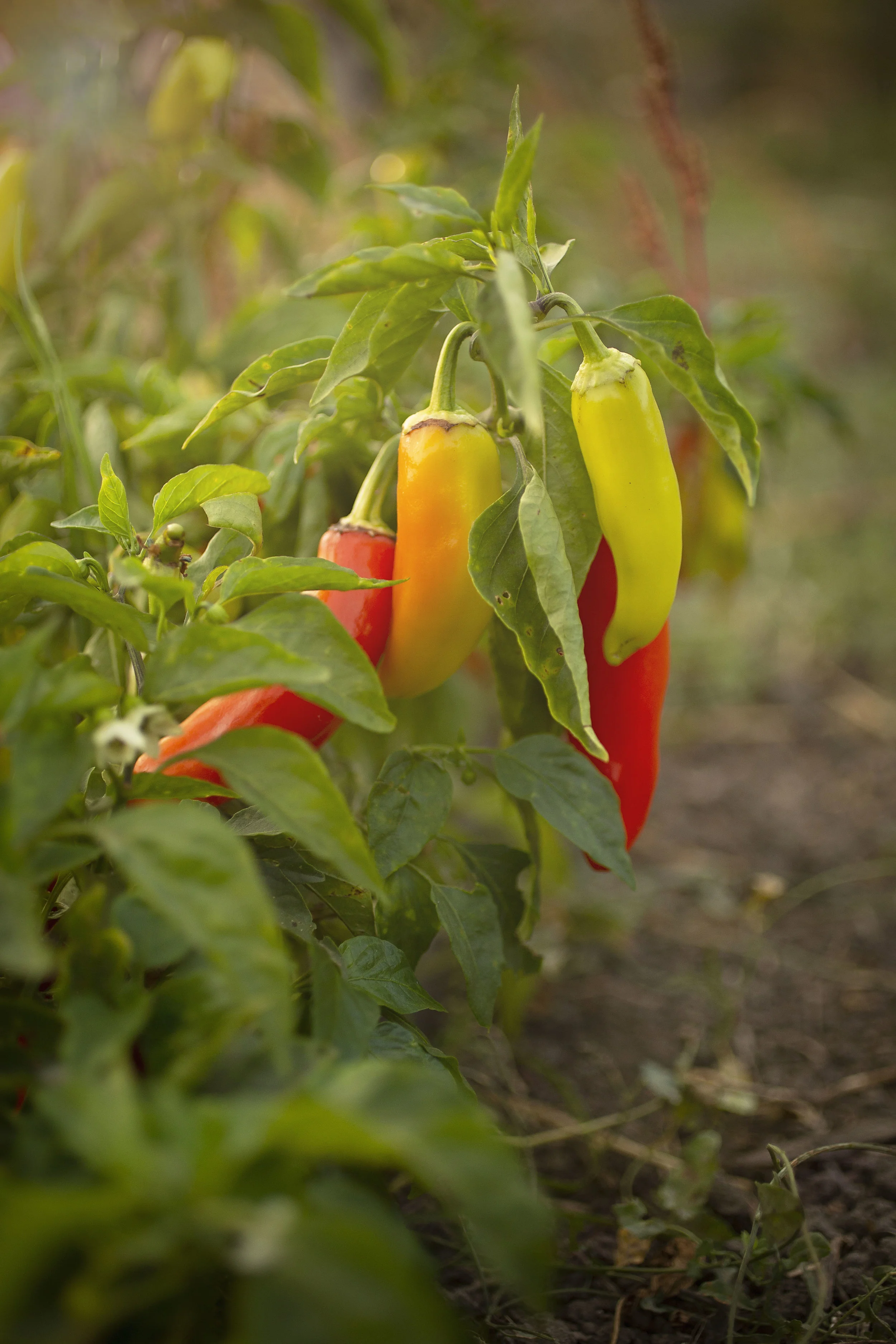 peppers.jpg