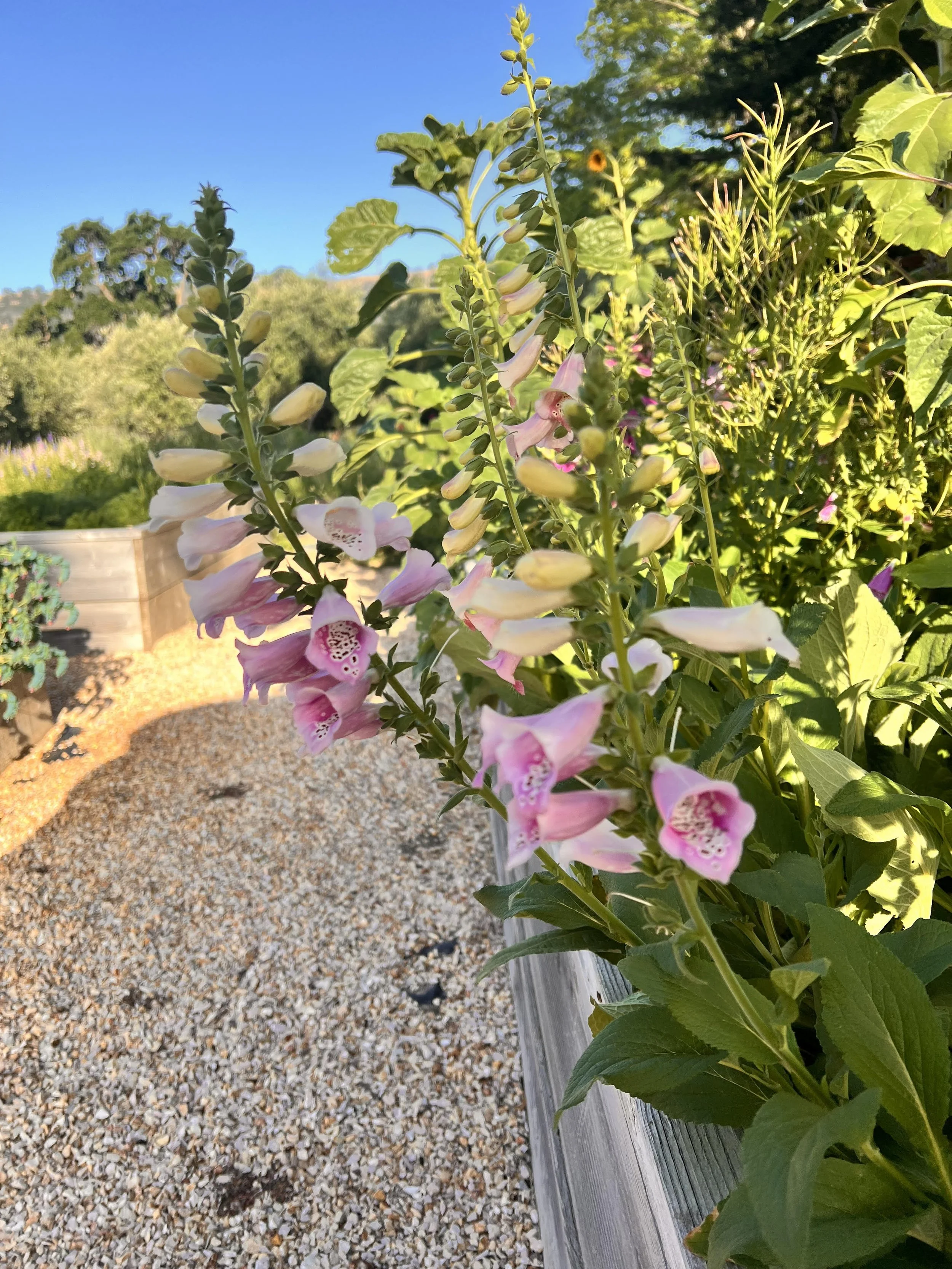 Flower U Pick at Soul Food Farm June 13 — Soul Food Farm