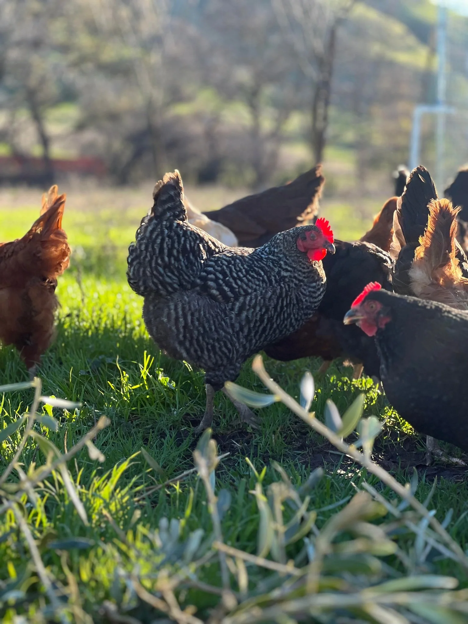 Your paragraph text.jpg