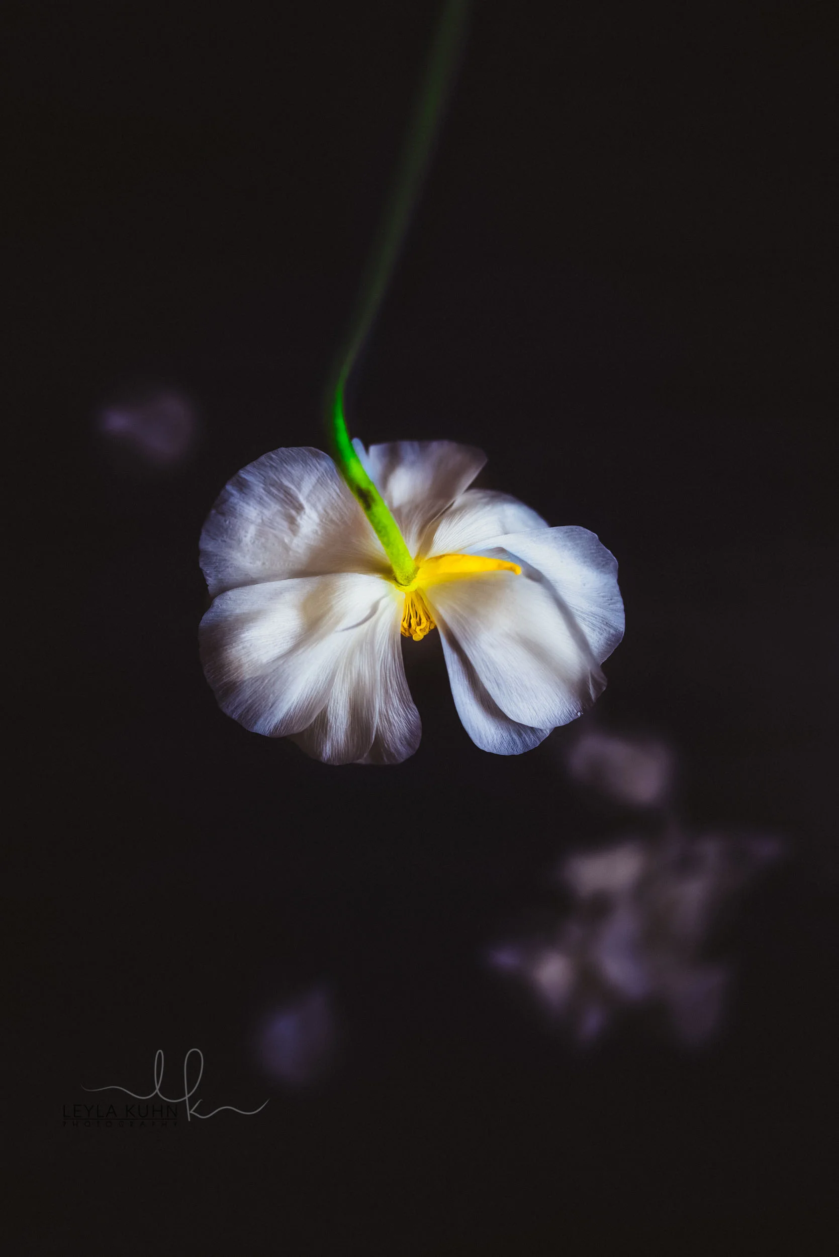 April 3- Graceful2 (94 of 1).jpg