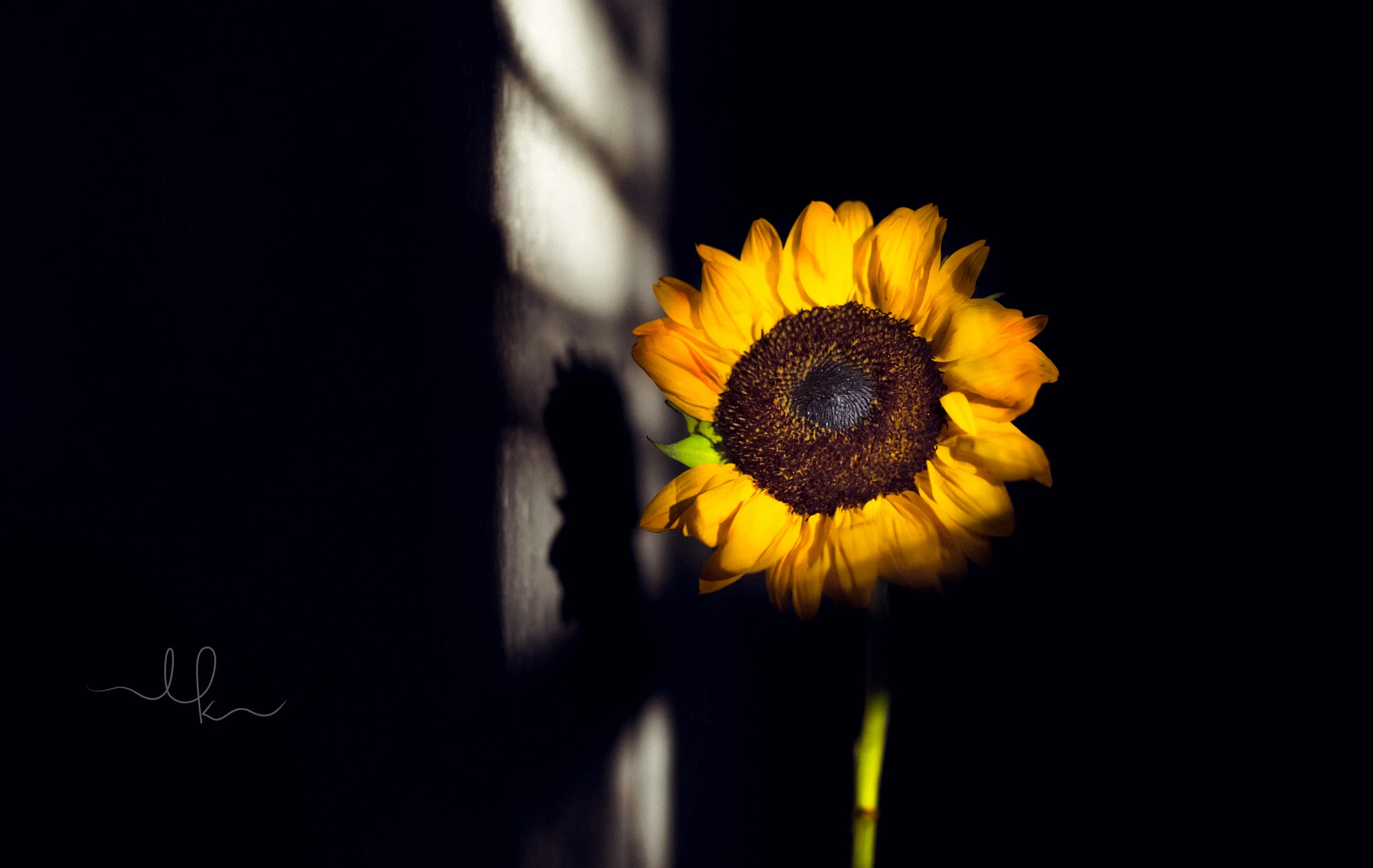April 3- Still Life (93 of 1).jpg