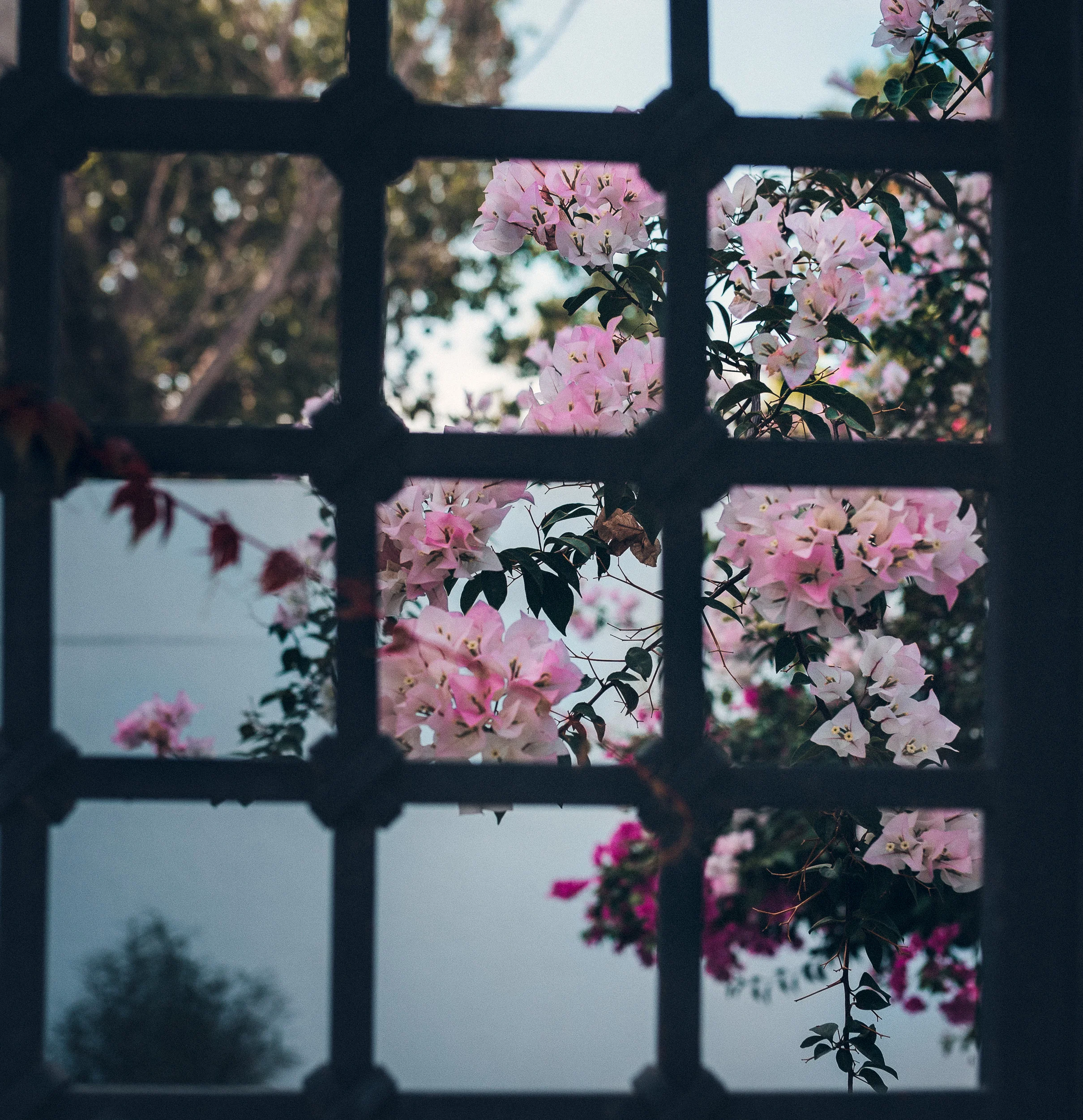 peeking flowers (1 of 1).jpg