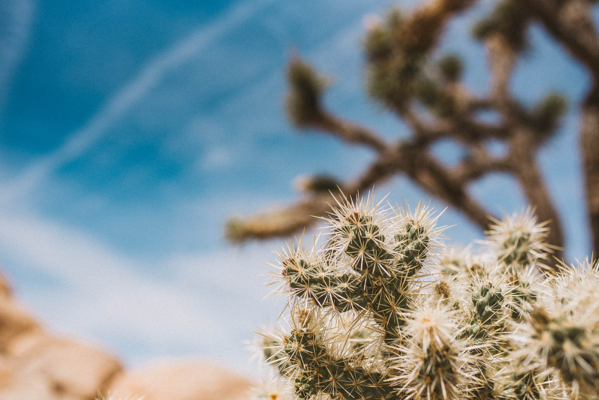 Joshua Tree 2019- d2 (23 of 139).jpg