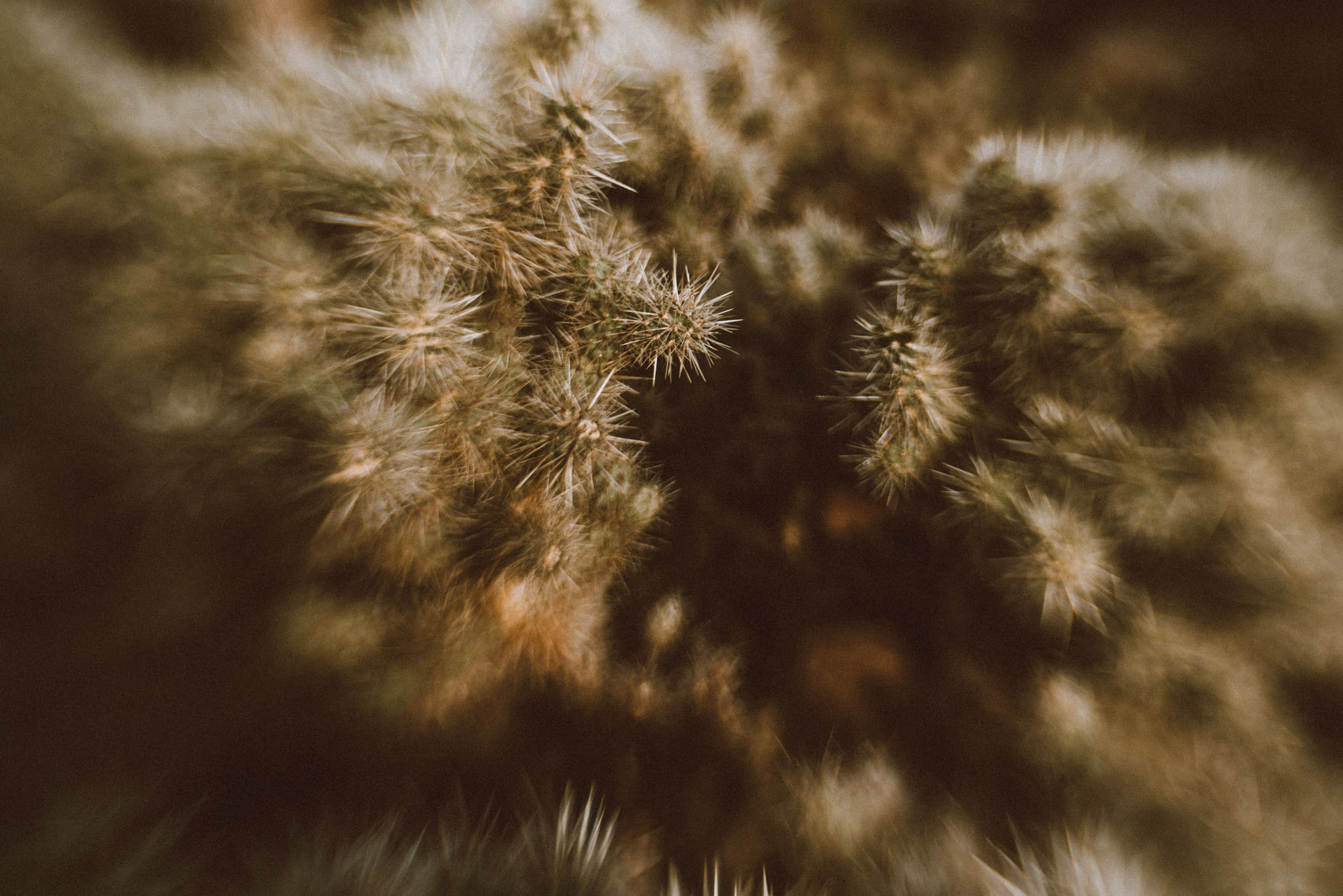 Joshua Tree 2019- d2 (6 of 139).jpg