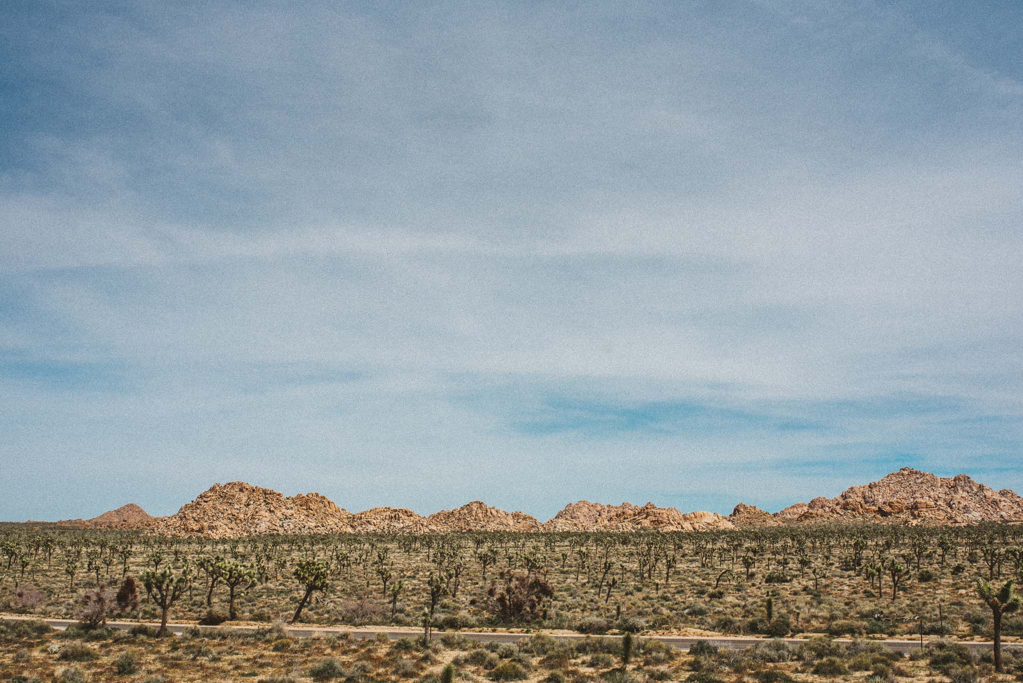 Joshua Tree 2019- d2 (14 of 139).jpg