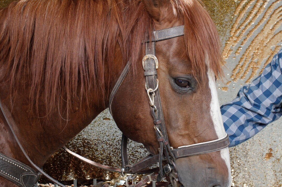 Sampson partied with us last Weekend! Yes, that&rsquo;s a HORSE in our booth! Drop a ❤️ and show his selfie some love! Book with @loveyourselfiebooth now for your next special event!