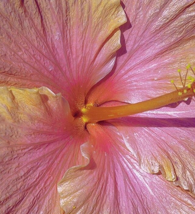 Wishing you all a joyous, expansive, transformational and orgasmic 2020. ⁣
⁣
Im using these first days of this new decade to do ritual, set intentions and be really drop in with myself so ... I will be responding to emails, inquiries and messages by 