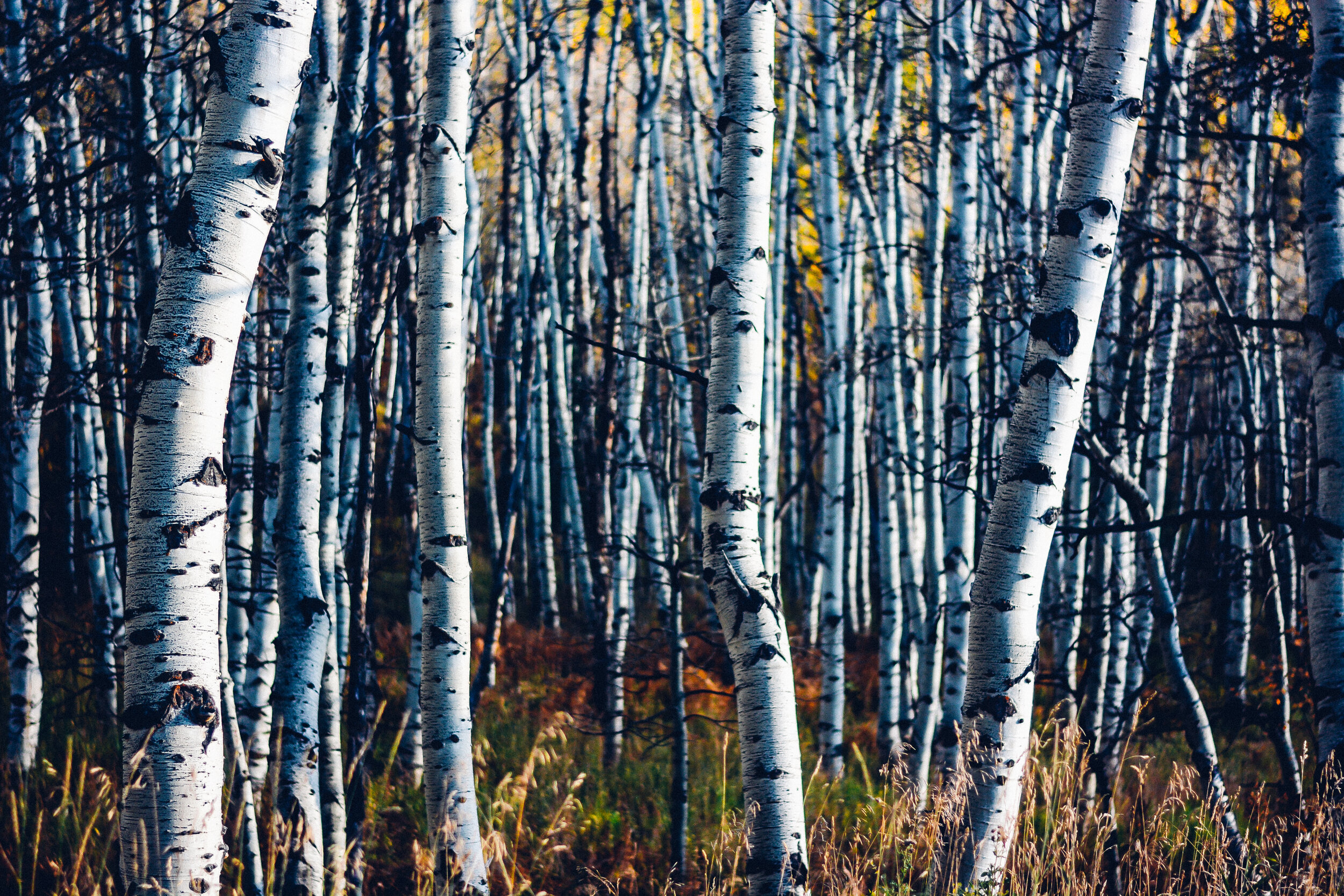Buff Aspens.jpg