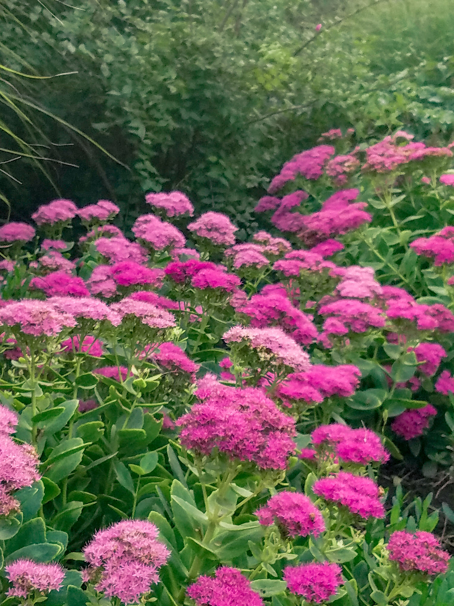 more-purple_flwrs.jpg