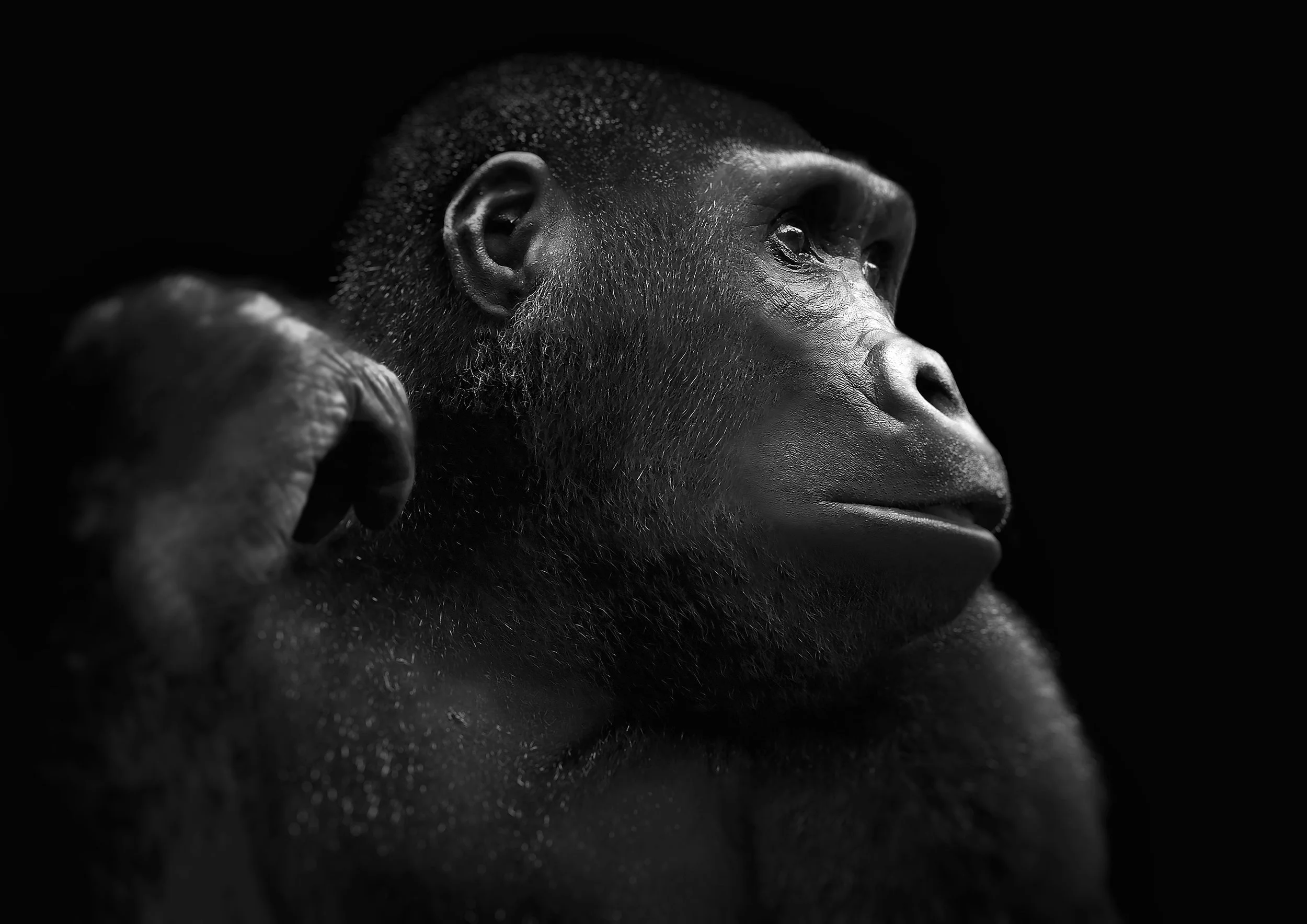 Humankind, Dyja Faunal Reserve, Cameroon, 2013 By Björn Persson Available in 6 different sizes, Price from 10.000 SEK