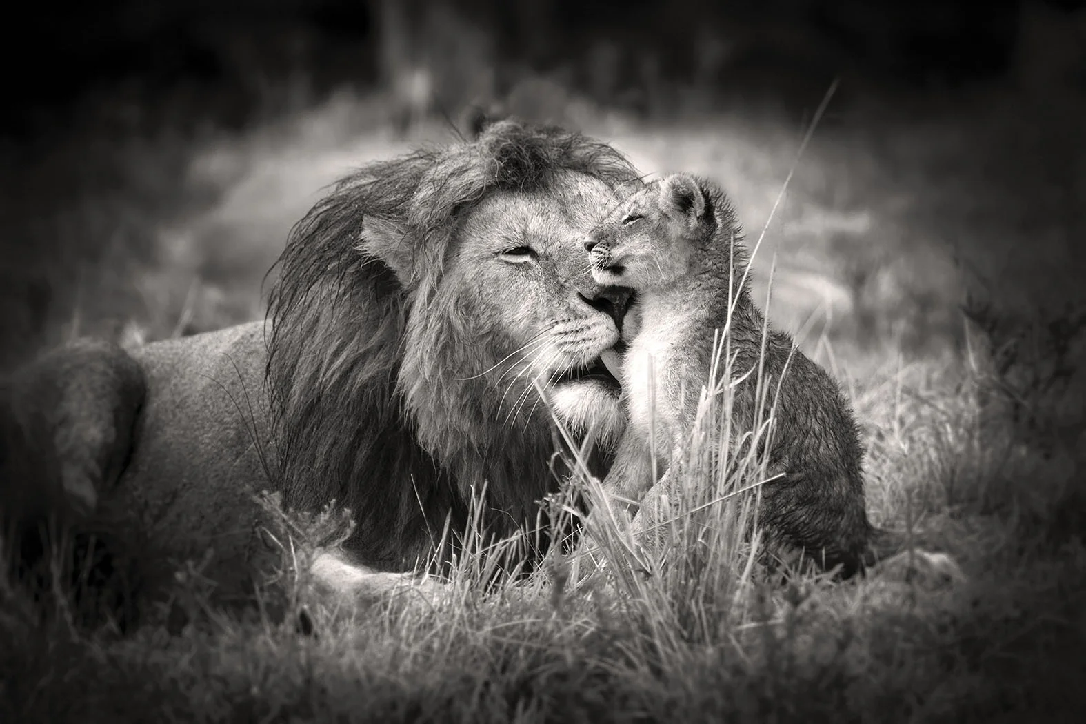 Father and Son, Masai Mara, Kenya, 2017 By Björn Persson Available in 6 different sizes, Price from 10.000 SEK