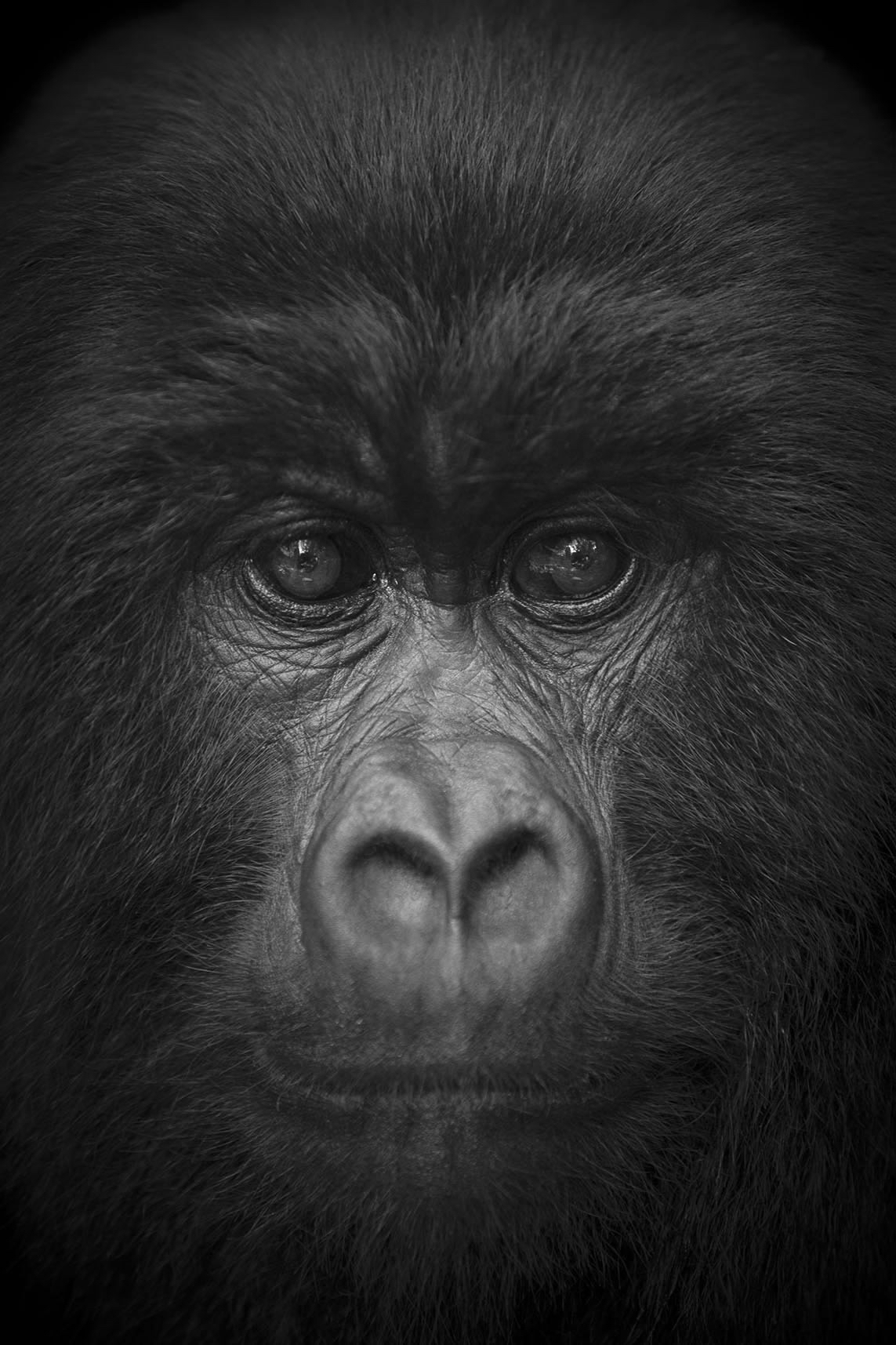 gorilla björn persson.jpg