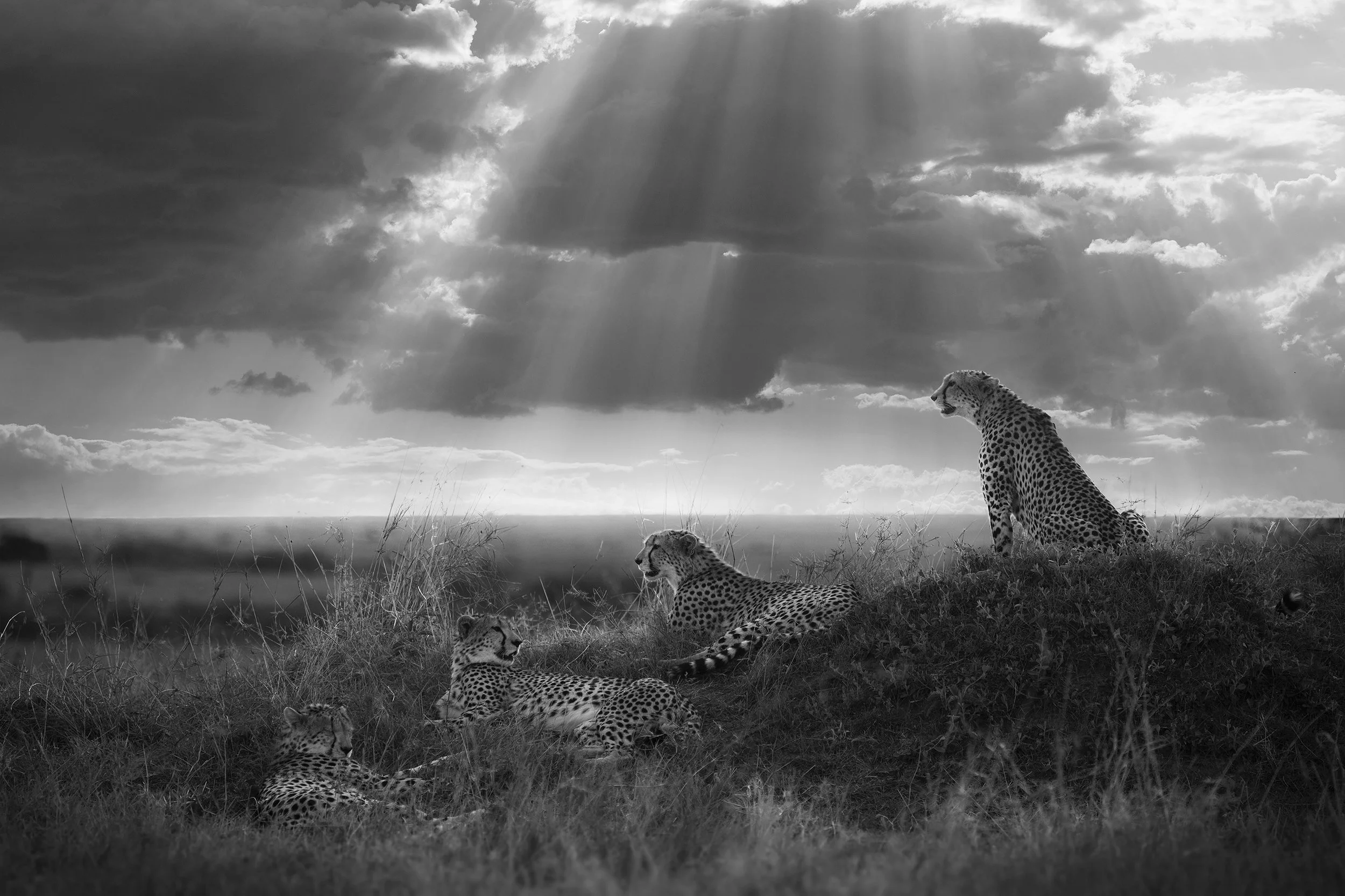 Blood Brothers, Masai Mara, Kenya, 2017 By Björn Persson Available in 6 different sizes, Price from 10.000 SEK