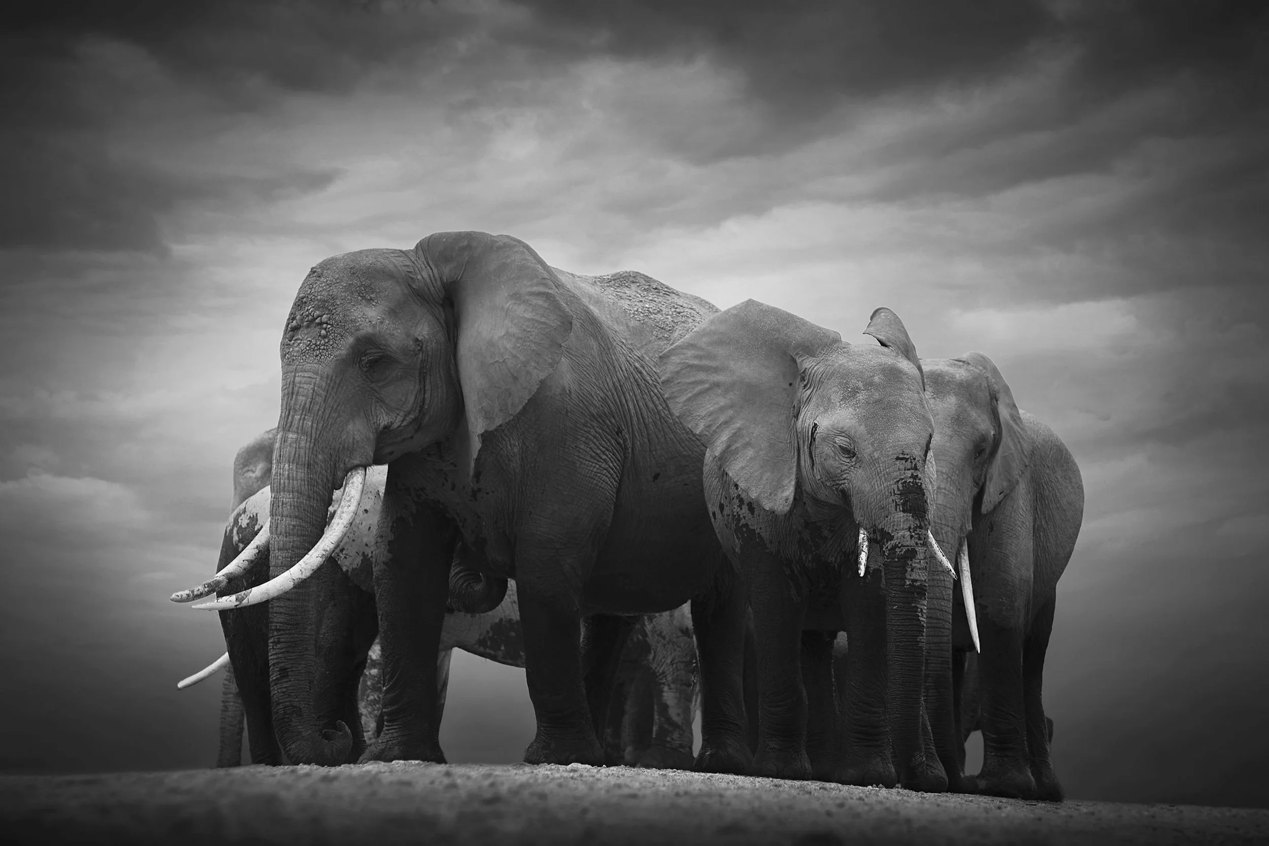 Together We Are Strong, Amboseli National Park, Kenya, 2018 By Björn Persson Available in 6 different sizes, Price from 10.000 SEK