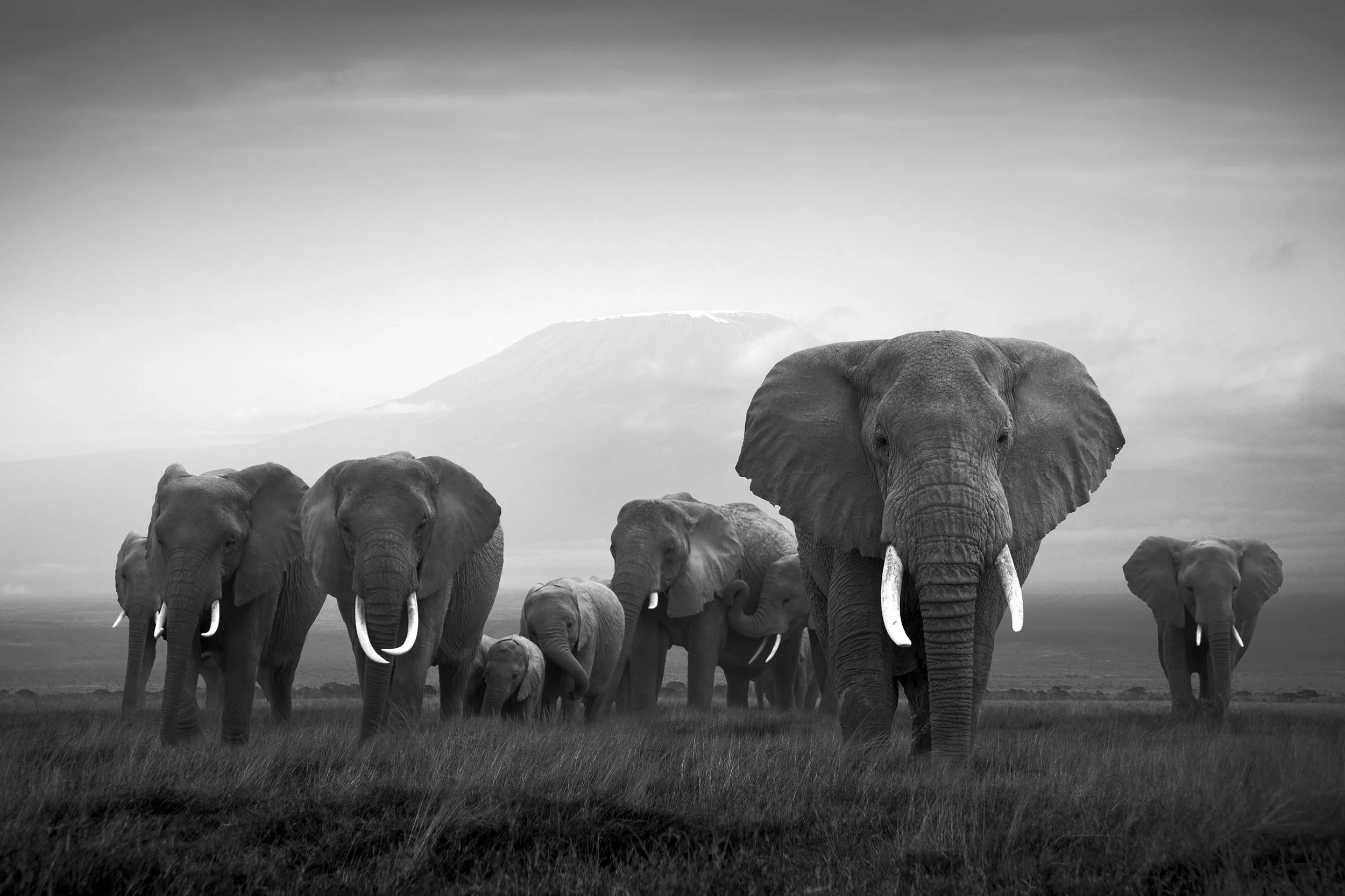Kilimanjaro, Amboseli National Park, Kenya By Björn Persson Available in 6 different sizes, Price from 10.000 SEK
