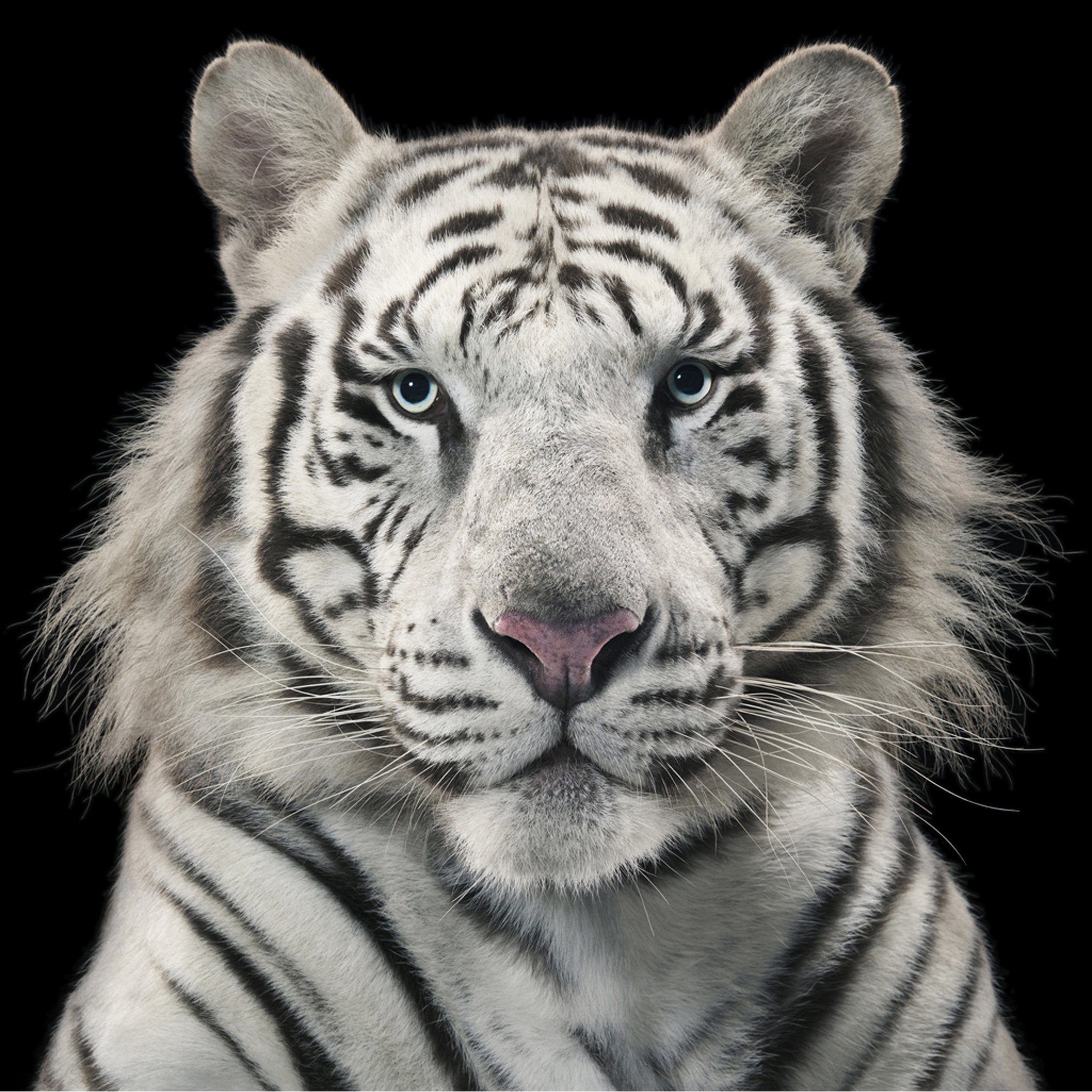 Tim Flach — THE PHOTOGALLERY