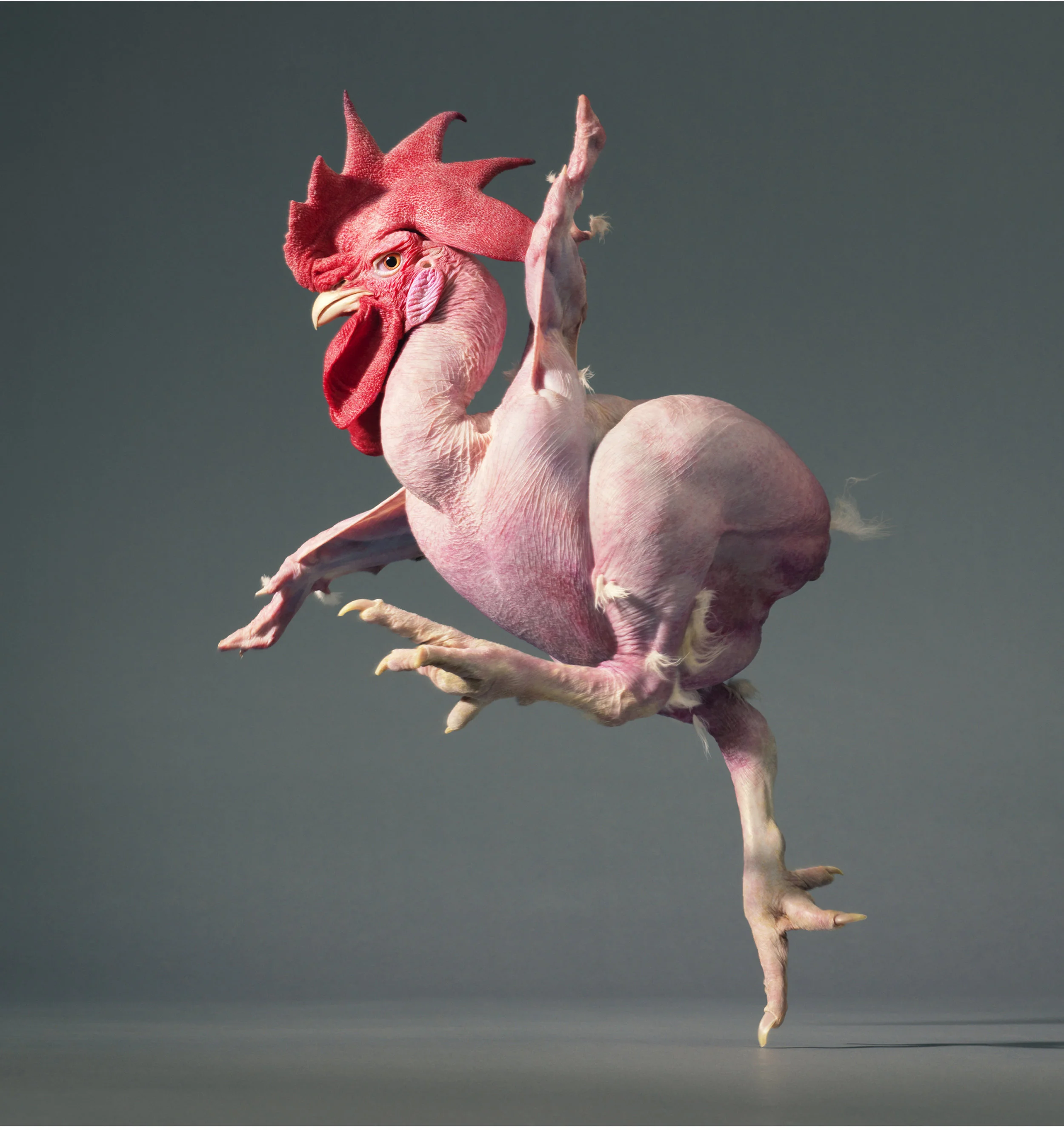 Featherless chicken by Tim Flach
