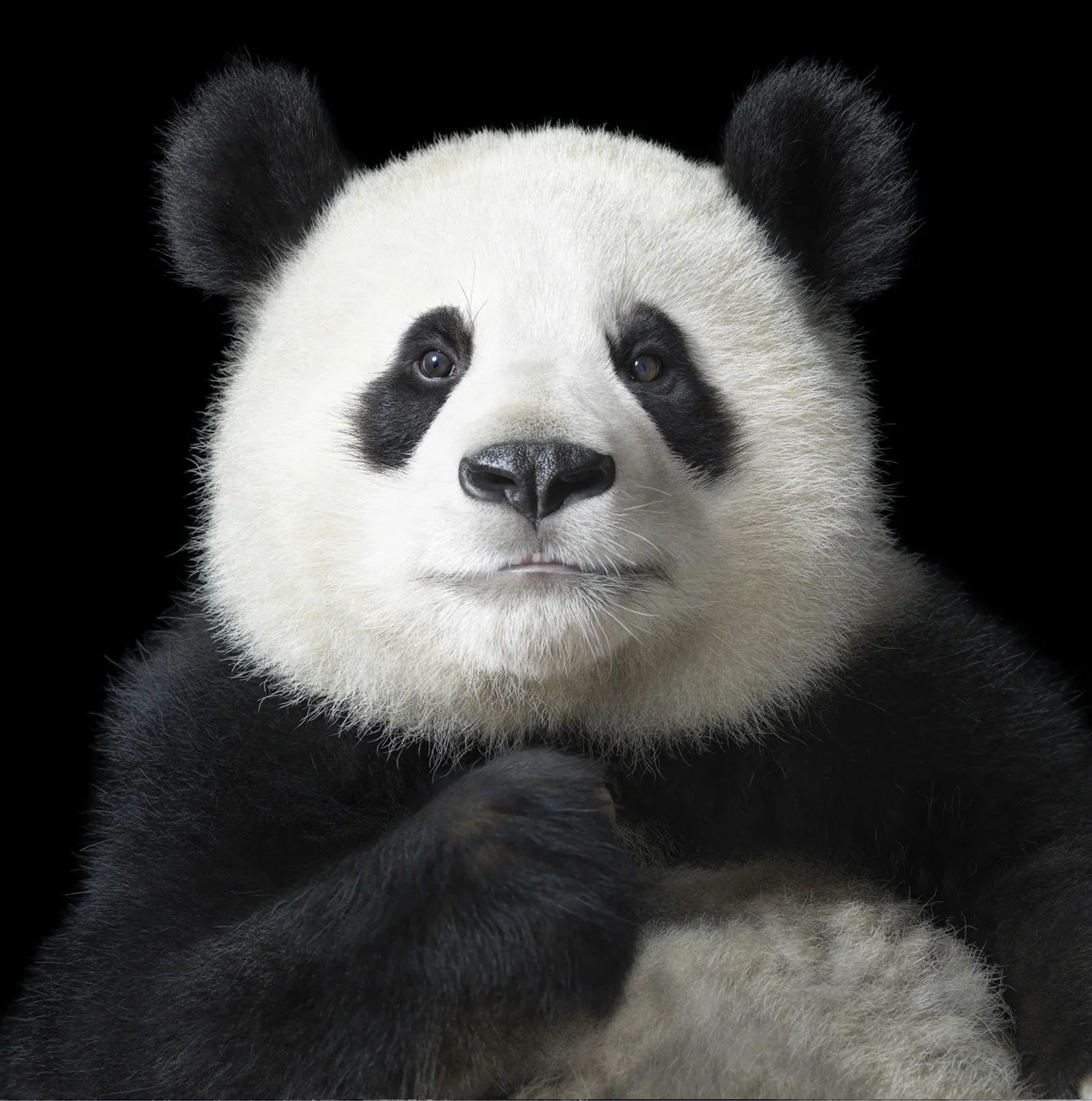 Ya Yun by Tim Flach