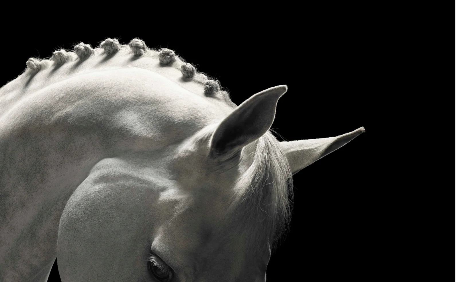 Equus by Tim Flach